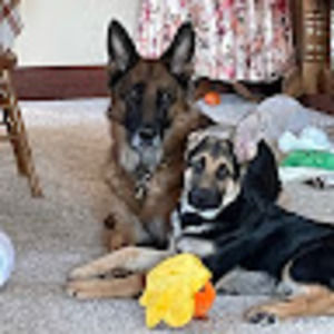 Meet your Posher, Dawn